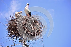 Storks are migratory birds that foreshadow the spring