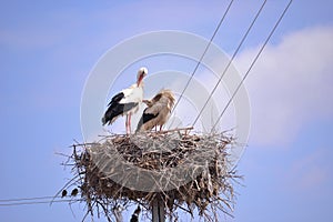 Storks are migratory birds that foreshadow the spring