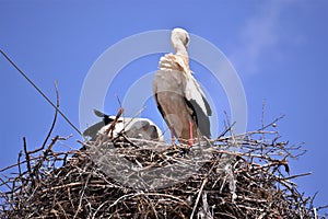 Storks are migratory birds that foreshadow the spring