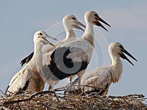 Storks in a nest