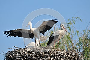Storks in nest