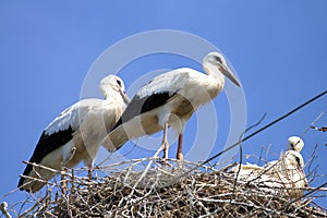 Storks on nest