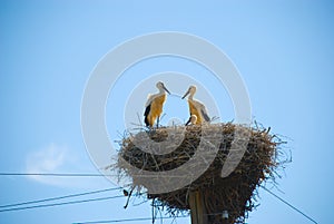 Storks is in a nest