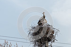 Storks in the nest.