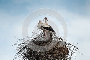 Storks in the nest.