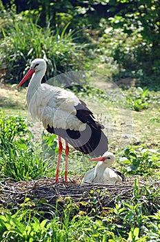 Storks on nest