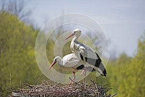 Storks in the nest