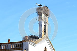 Storks upon nest along the N253, Portugal