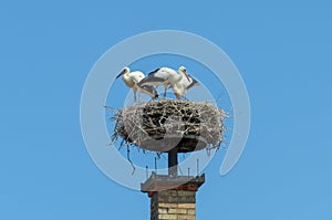 Storks nest attached to top of brick chimney