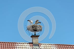 Storks nest attached to top of brick chimney