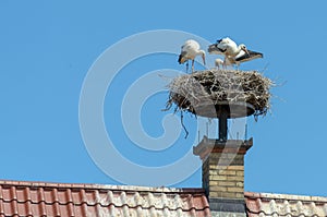 Storks nest attached to top of brick chimney