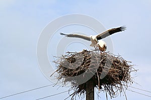 Storks on the nest on a background of blue sky