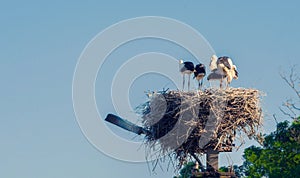 Storks in the nest. Bird`s nest on a pole. Wild nature. Toned photo