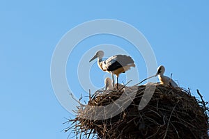 Storks in the nest on the blue sky .