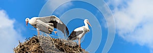 Storks on nest on blue sky background, couple of white storks stands at home