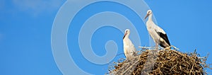 Storks in nest on blue sky background, wide panoramic banner with two white birds. Wild stork family in summer. Theme of nature,