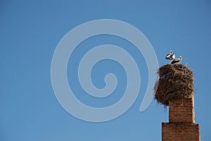 Storks and nest on a chimney