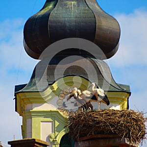 Cicogne nido un Chiesa la Torre 