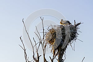 Storks in the nest close-up. Background with selective focus and copy space