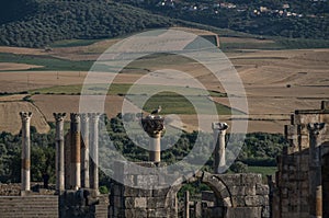 Storks in the nest on column top. Capitoline Temple, archaeological Site of Volubilis, ancient Roman empire city, Unesco World He