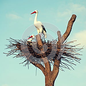 Storks in the nest