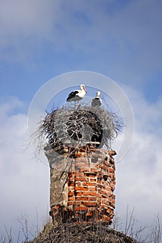 Storks in the nest on the destroyed Church
