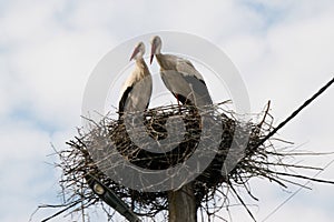 Storks in a nest on an electric pole against the background of the sky