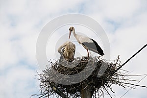 Storks in a nest on an electric pole against the background of the sky