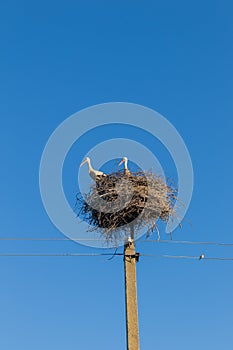 Storks in nest on electric pole against a blue sky