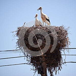 Storks on nest on electricity pole