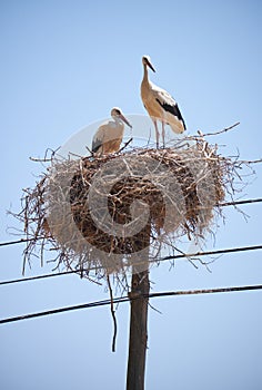 Storks on nest on electricity pole