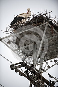 Storks in the nest on the elektrical pole