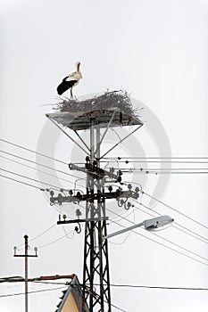 Storks in the nest on the elektrical pole