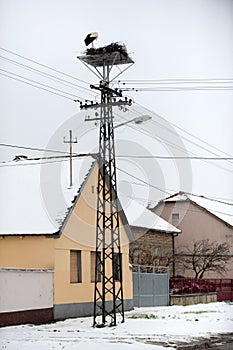 Storks in the nest on the elektrical pole