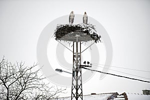 Storks in the nest on the elektrical pole