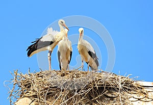 Storks in nest on house roof