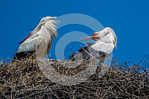 Storks on the nest looking back