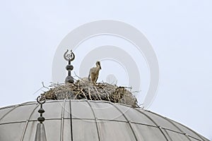 Storks in nest on mosque dome