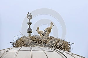 Storks in nest on mosque dome