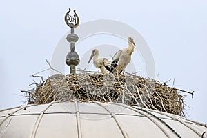 Storks in nest on mosque dome
