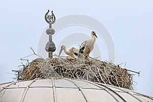 Storks in nest on mosque dome