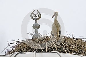 Storks in nest on mosque dome