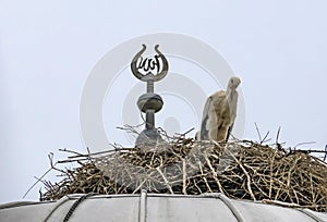 Storks in nest on mosque dome