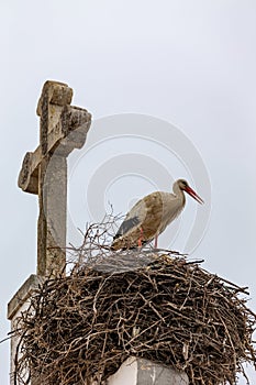 Storks nest in Olhao