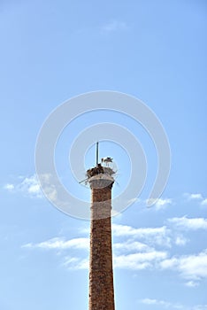 Storks nest in Olhao, Portugal