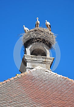 Storks nest in Ornbau, Bavaria