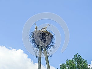 Storks in the nest on a pole