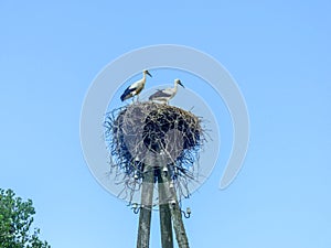 Storks in the nest on a pole