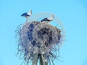 Storks in the nest on a pole