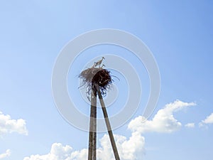 Storks in the nest on a pole